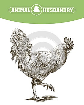 Chicken breeding. animal husbandry. livestock