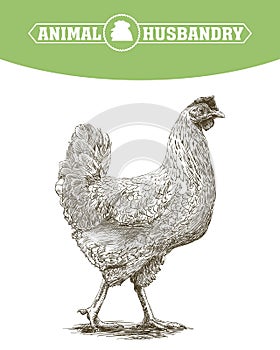 Chicken breeding. animal husbandry. livestock