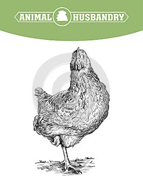 Chicken breeding. animal husbandry. livestock