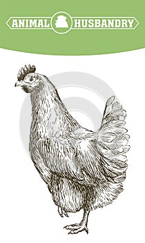 Chicken breeding. animal husbandry. livestock