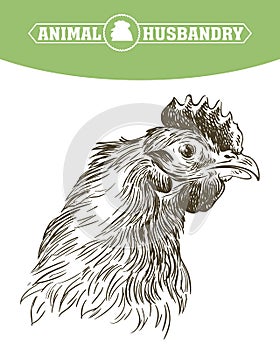 Chicken breeding. animal husbandry. livestock