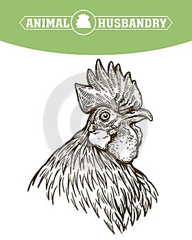 Chicken breeding. animal husbandry. livestock. vector sketch on a white