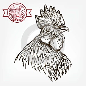 Chicken breeding. animal husbandry. livestock. vector sketch on a white