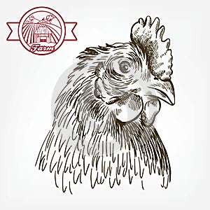 Chicken breeding. animal husbandry. livestock. vector sketch on a white
