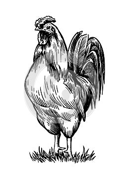 Chicken breeding. animal husbandry. livestock. vector sketch on a white