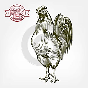 Chicken breeding. animal husbandry. livestock. vector sketch on a white