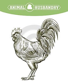 Chicken breeding. animal husbandry. livestock. vector sketch on a white