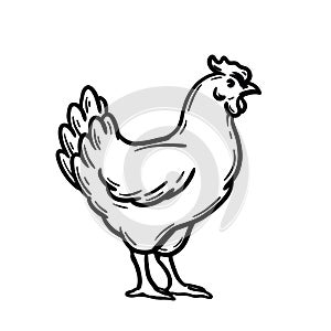 chicken breeding. animal husbandry. livestock. vector sketch on a white background