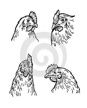 chicken breeding. animal husbandry. livestock. vector sketch on a white background