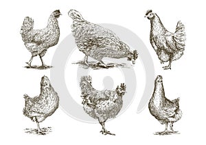 Chicken breeding. animal husbandry. vector sketches on white