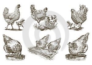 Chicken breeding. animal husbandry. vector sketches on white