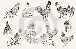Chicken breeding photo