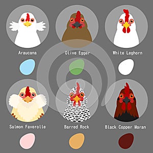 Chicken breeds and egg colors set