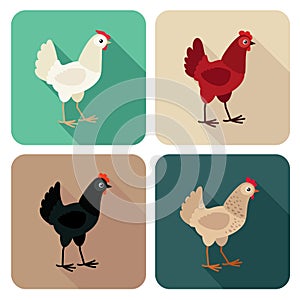 Chicken breeds icon set in flat style with long shadow