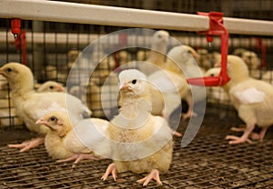 Chicken broilers. Poultry farm