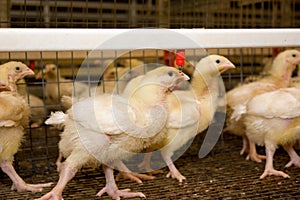 Chicken broilers. Poultry farm