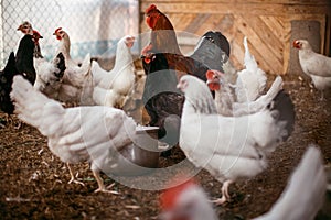 Chicken broilers. Poultry farm