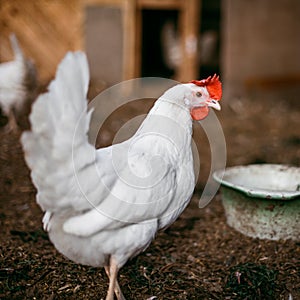 Chicken broilers. Poultry farm