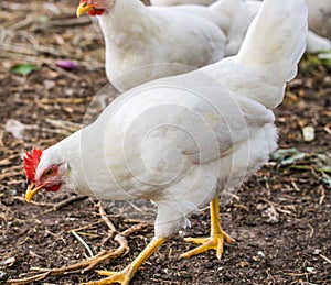Chicken broilers. Poultry farm. White chicken walkinng in a farm garden