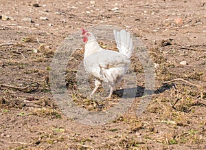 Chicken broilers. Poultry farm. White chicken walkinng in a farm garden