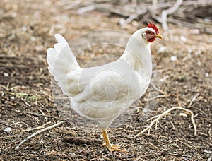 Chicken broilers. Poultry farm. White chicken walkinng in a farm garden