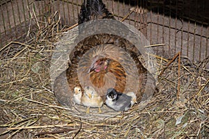 Chicken brood hen with the chickens