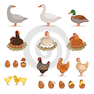 Chicken brood hen, ducks and other farm birds and his eggs. Vector illustrations set in cartoon style photo