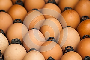 Chicken brown egg closeup
