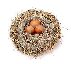 Chicken brown eggs in nest