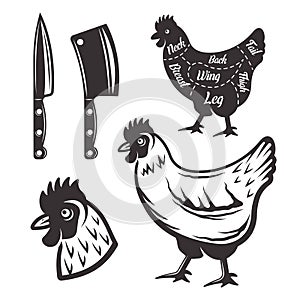 Chicken butchery vector objects or design elements