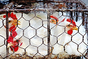 Chicken in cage