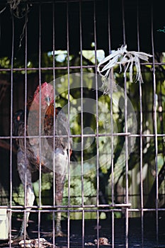 Chicken in cage