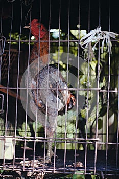 Chicken in cage