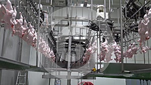 Chicken carcasses move on automatic weighing machine before cut up a part.