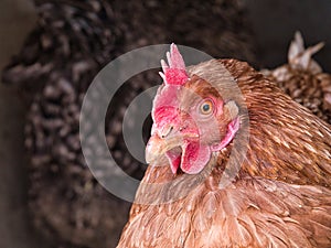 Chicken caught glancing at the camera lens