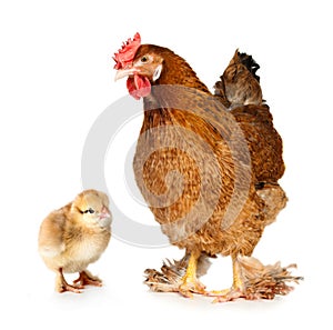 Chicken and chick photo