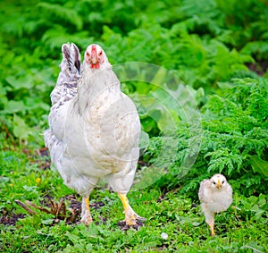 Chicken with chick on fresh green grass