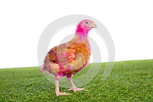 Chicken chick hen pink painted on turf grass