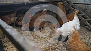 Chicken in the chicken coop. Eating hens near coop