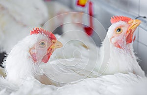 Chicken and chicken production at the poultry farm