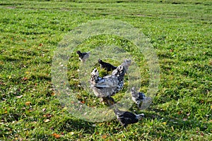 A chicken with chickens walking on the grass