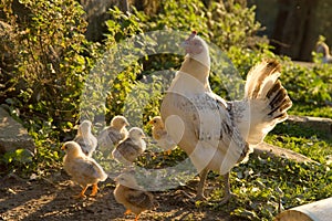 Chicken and Chicks photo