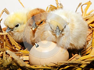 Chicken chicks hatching photo