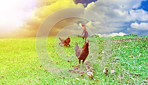 Chicken with chicks and males Go out to find food