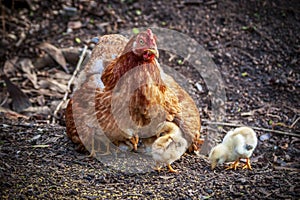 chicken and chicks mother hen father hen, looking for food