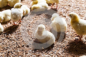 chicken chicks at a poultry farm