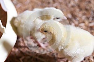 chicken chicks at a poultry farm, close up