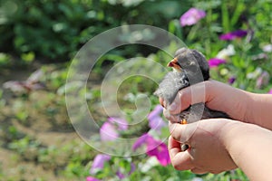 Chicken in children`s hands. New life. Small bird