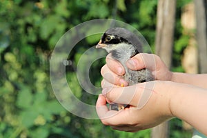 Chicken in children`s hands. New life. Small bird