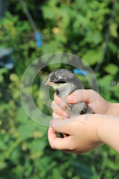 Chicken in children`s hands. New life. Small bird